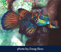 Mandarinfish dive Palau - NECO MARINE - PALAU