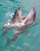 Dolphins Palau - NECO MARINE - PALAU