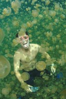 Jellyfish Lake Palau - NECO MARINE - PALAU