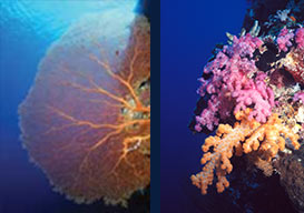 Big Drop Off Corals